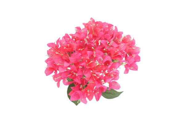 Bouquet de Bougainvillée de couleurs variées