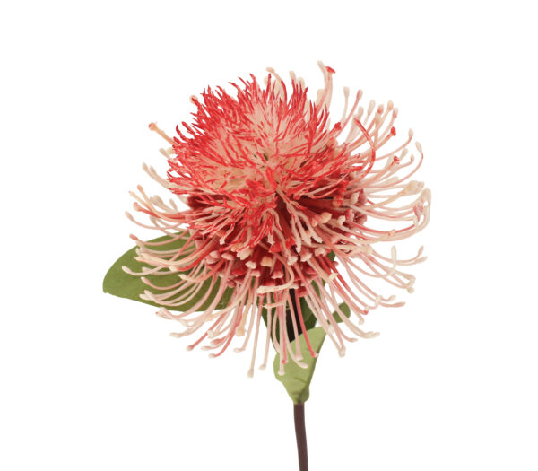 Fleurs variées HALA FLEUR