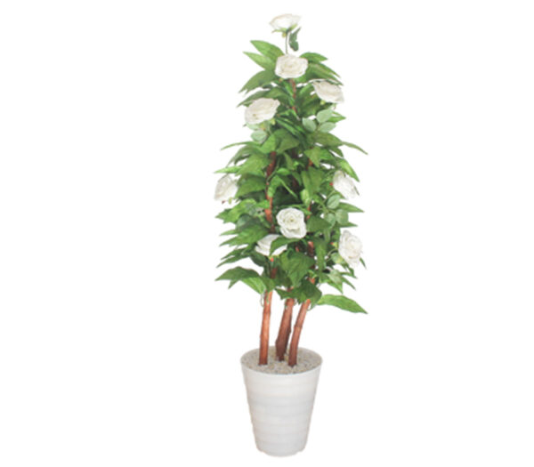Rosier en pot