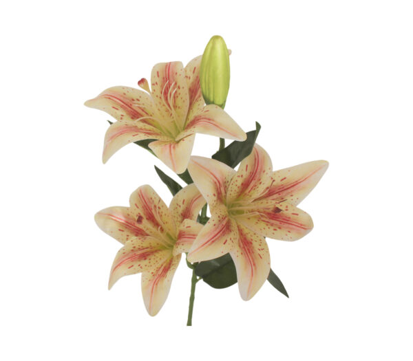 Fleurs variées HALA FLEUR