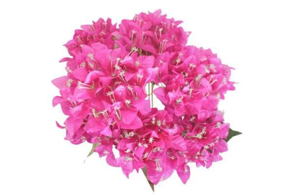 Bouquet de Fleurs